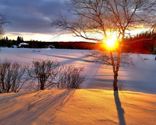 trees-birch-wood-5985632-p2xlupqbuq6mwgmaydff66d920wjq7544c8hp9ko80